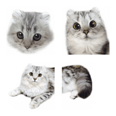 American curl RURU Cat