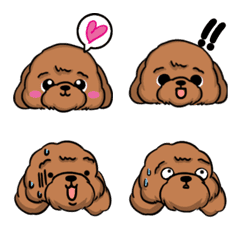 棉花糖貴賓犬-日常表情