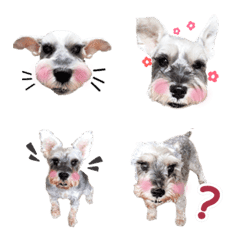 cute dog Miniature Schnauzer PART2
