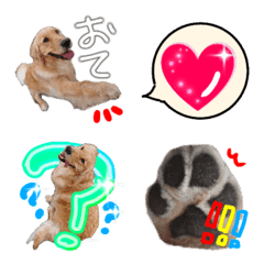 Golden Retriever K-chan.Photo.Emoji.