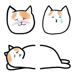 White n orange cat
