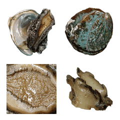 Abalone emoji