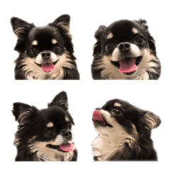 MOMO-chan of Chihuahua Emoji