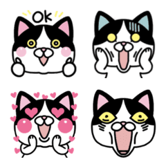 Tuxedo cats emotion