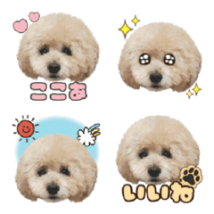 toy poodle Cocoa Emoji