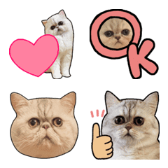 Real Cat Emoji