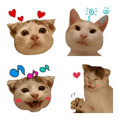 Pretty cats Emoji 2