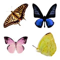 Various Butterfly