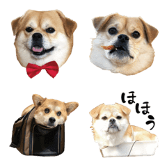PEKISHIBAngese emoji 3 S-teams