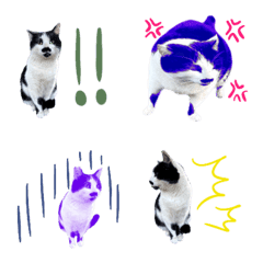 TONGARI CATS