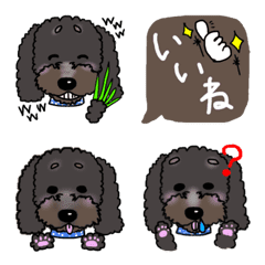 Fluffy cute mixed dog shokota