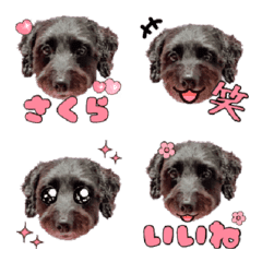 Dappu Sakura Emoji