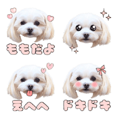 Maltipoo Momo Emoji