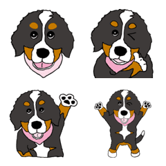 Emoji of Bernese Mountain Dog Marie