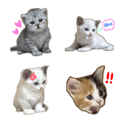 Real Kitten Emoji II