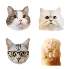 Cat emoji 2(Photo)