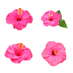 hibiscus flower emoji