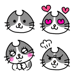 Adorable bicolor cats