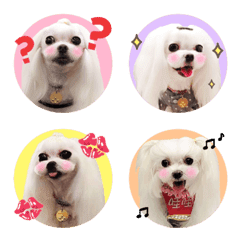 哇哇公主（瑪爾濟斯犬）の表情貼