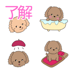 Toy poodle and friends