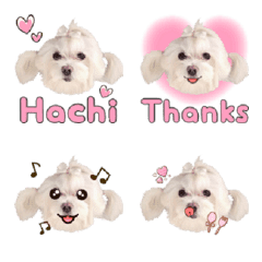 Maltese Hachi emoji
