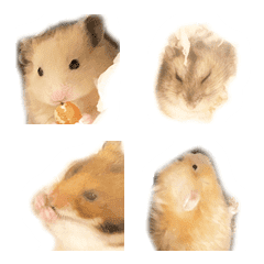 Lovely hamster Chan Emoji