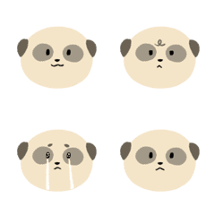 Big Face Meerkats