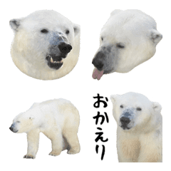 Expression of the white bear