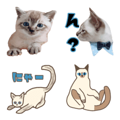 Emoji Siamese Siamesemix cat