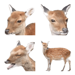 Photograph of the cute deer