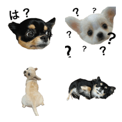 Almost Chihuahua emoji