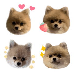 Pomeranian COCOA's Emoji