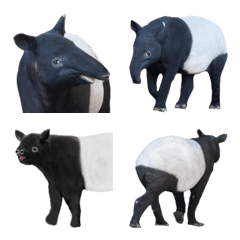 It is the photograph of the tapir