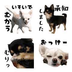 ほぼチワワの絵文字3【犬】