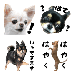 Almost Chihuahua emoji 2