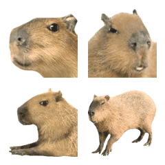 Pretty photograph of the capybara
