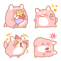 Fluffy and cute Shiba Inu