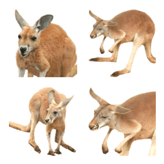 It is the photograph of the kangaroo