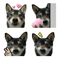 Shiba Inu Yuzu-chan Emoji 2