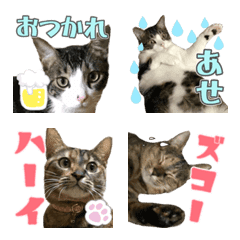 kijitora and kijisiro emoji