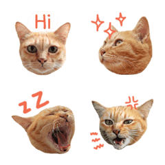 Futoru Cat Emoji 1
