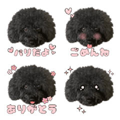 Toy Poodle Paris Emoji