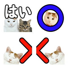 【繋げて】使いやすいリアル猫ちゃん絵文字