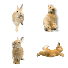 Rabbit and Rabbit and Rabbit