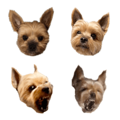 Real Yorkshire terrier emoji