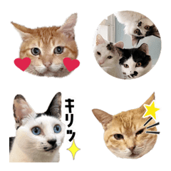 Emoji for help cats 1