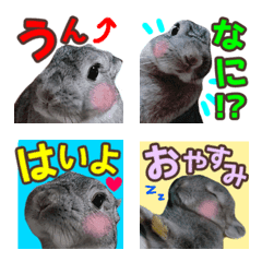 rabbit photo everyday use emoji1