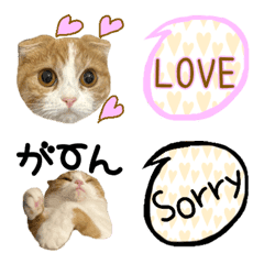 Scottish Fold Emoji cat