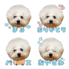 Bichon Frize Maru Emoji