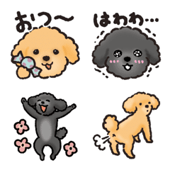 With Toy Poodle (Brown  Black) every day